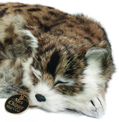 Geminin kedisi, Bayan Chippy