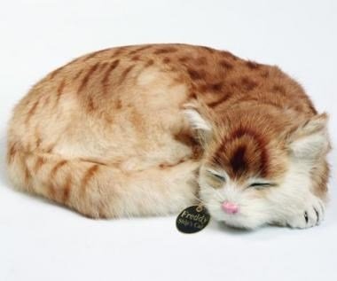 Geminin Kedisi- Freddy